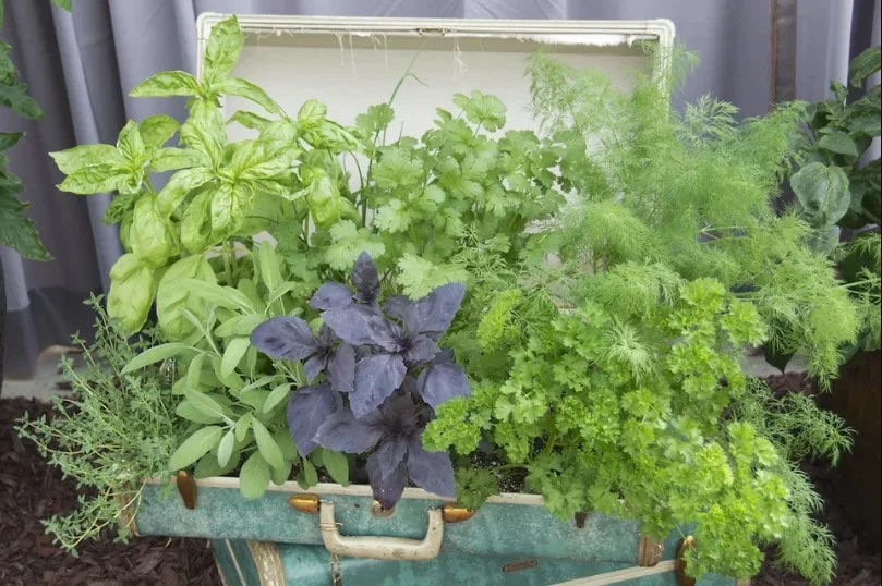گیاهان جذاب برای باغ