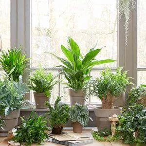 پژمردگی گیاهان آپارتمانی