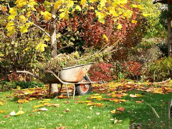 اقدامات باغبانی در پاییز