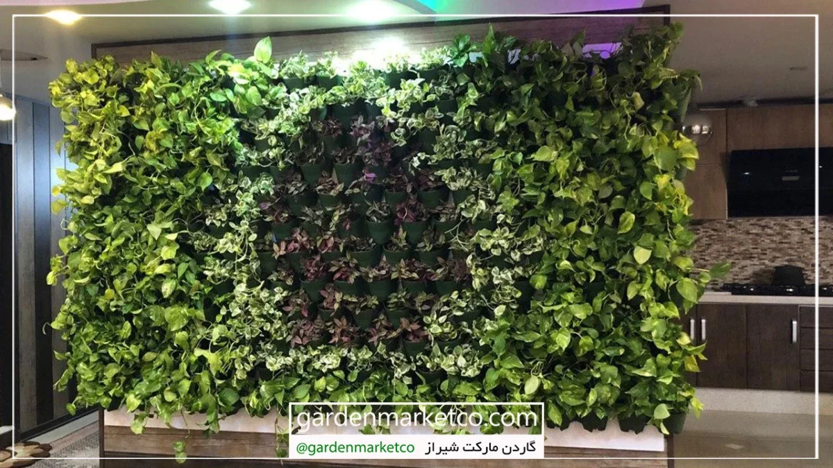 گیاه مناسب دیوار سبز