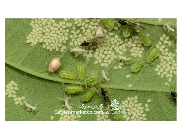 آفات گیاهپزشکی