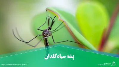پشه سیاه گلدان