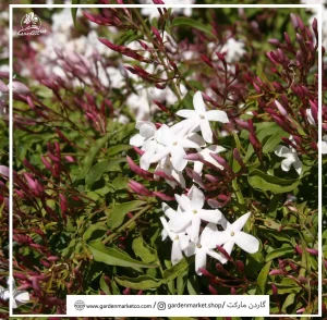 پیچ یاسمن(jasminum polyanthum)
